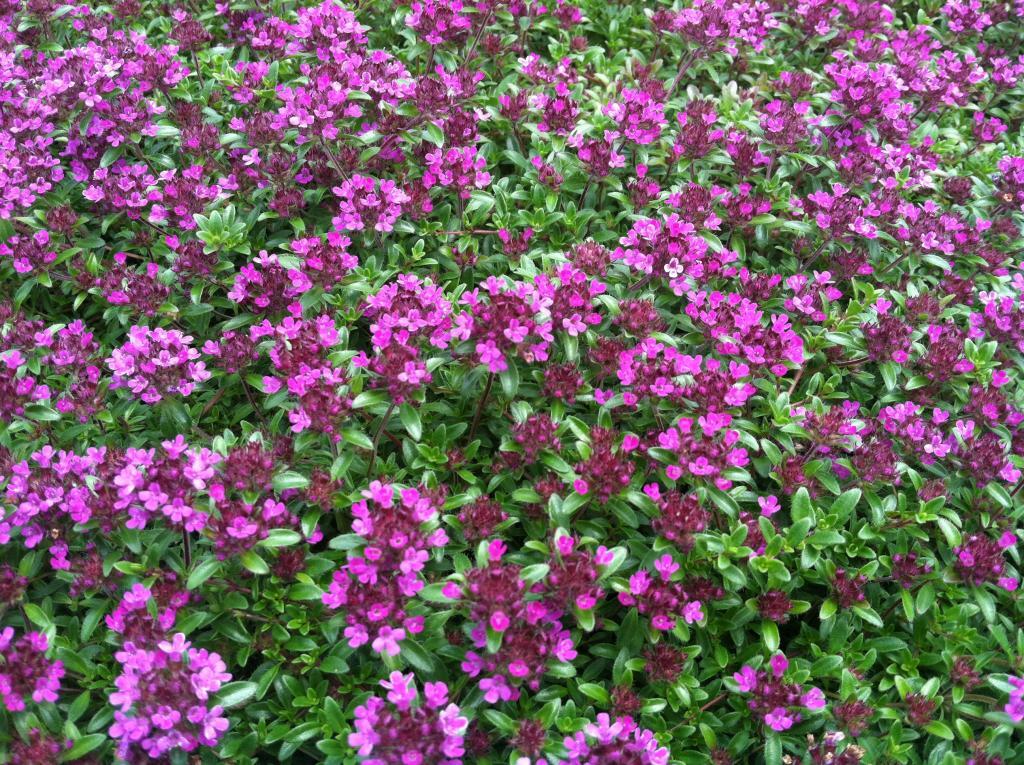 Thymus praecox 'Coccineus'