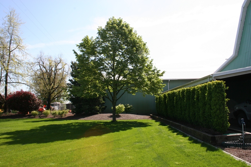 Tilia tomentosa 'Sterling'