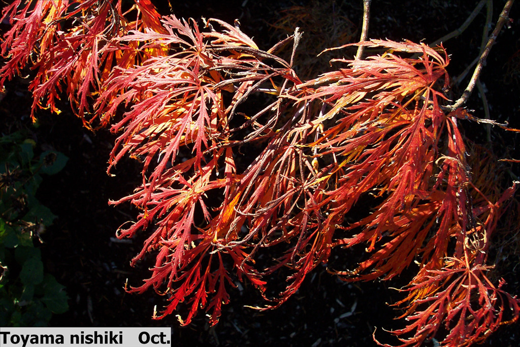 Acer palmatum var. dissectum 'Toyama Nishiki'