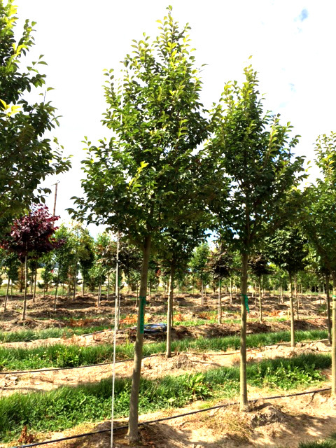 Triumph™ Elm (Ulmus 'Morton Glossy')