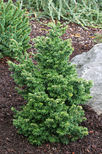 Tsuga canadensis 'Jervis'