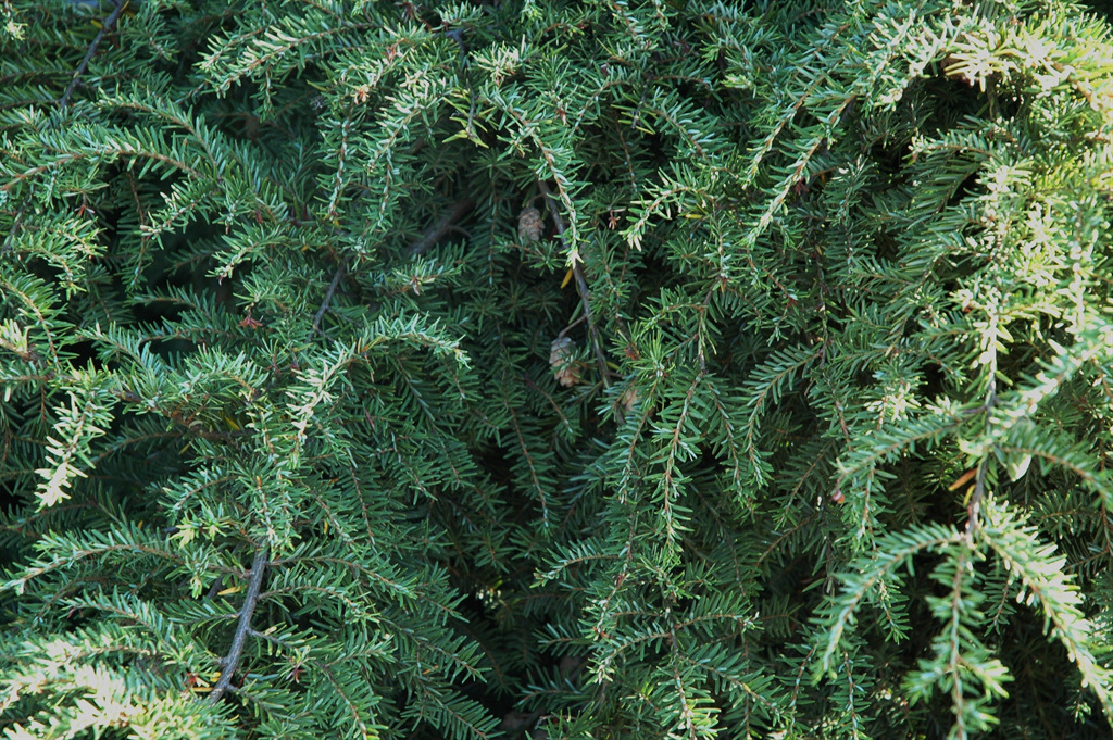Tsuga canadensis 'Pendula'