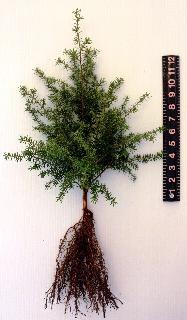 Tsuga heterophylla