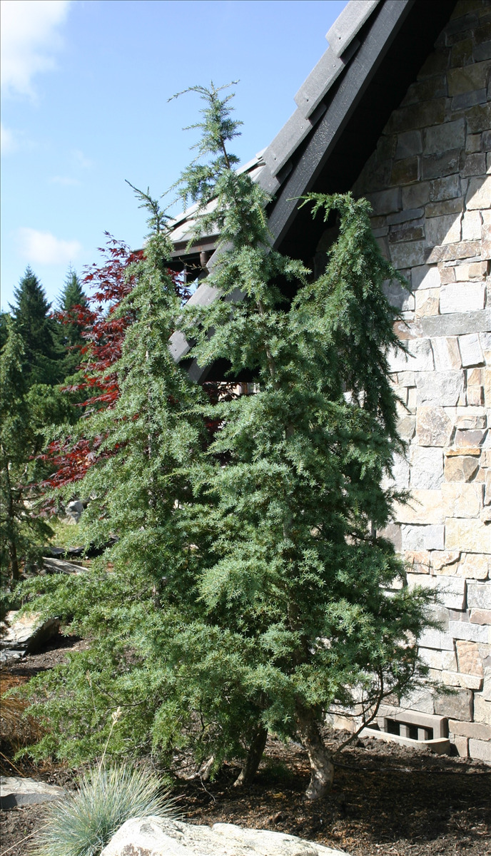 Tsuga mertensiana Alpine Collected