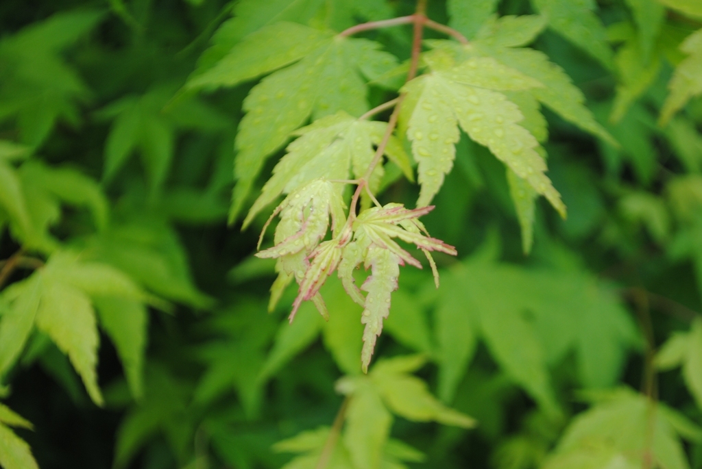 Acer palmatum 'Tsukasa Silhouette'