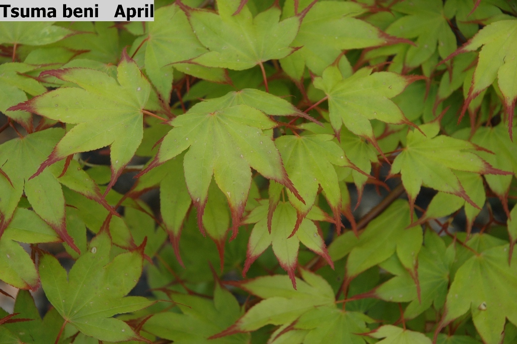 Acer palmatum 'Tsuma-beni'