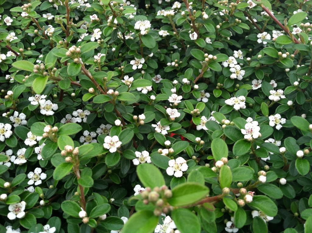 Cotoneaster dammeri 'Coral Beauty'