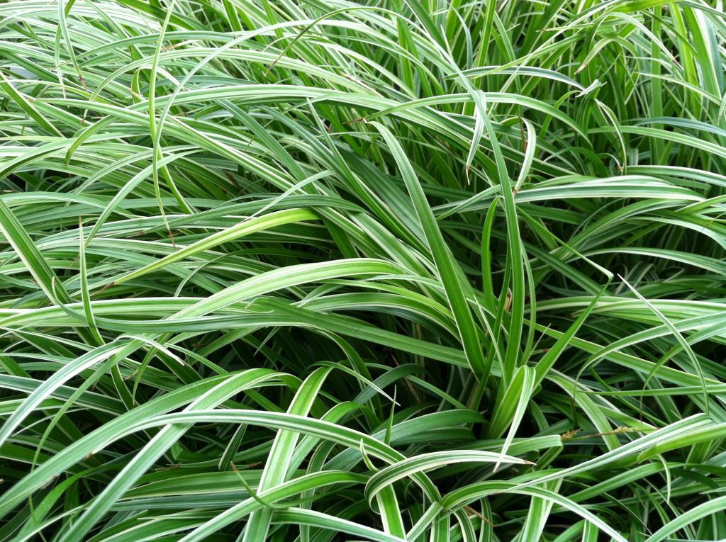 Carex morrowii 'Silver Scepter'