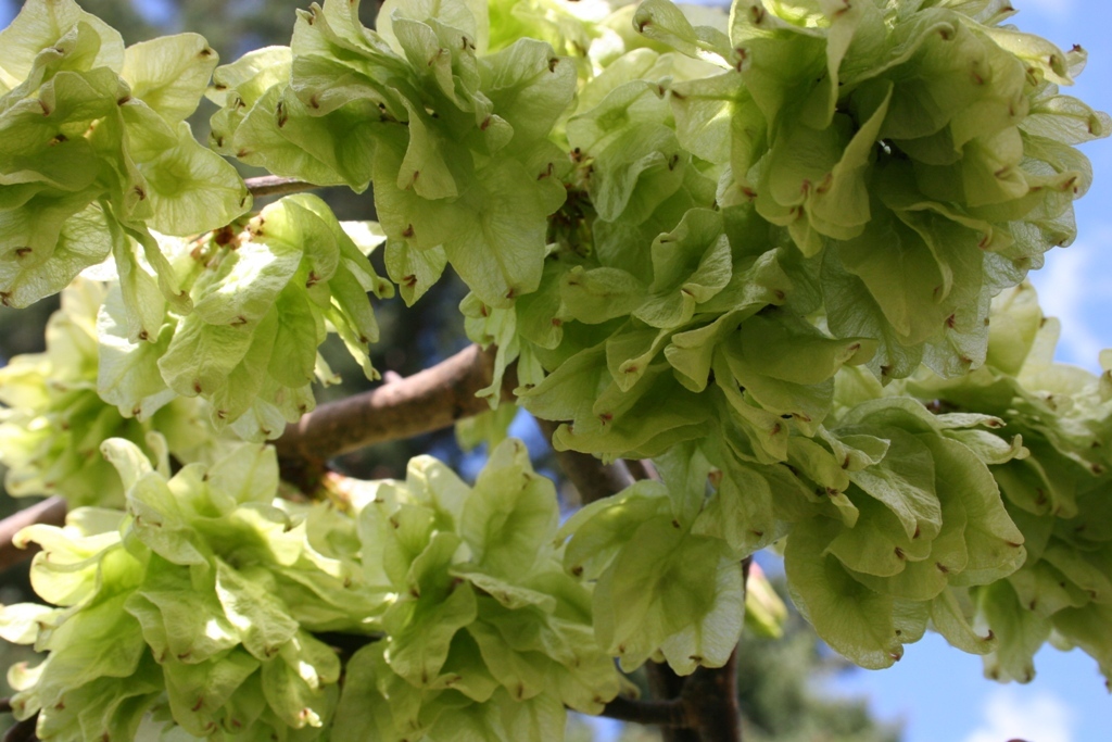 Ulmus glabra 'Camperdownii'