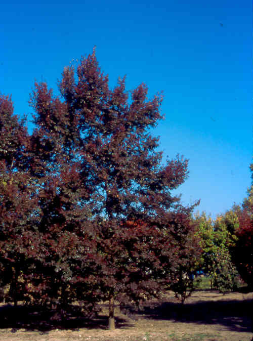 Tilia cordata 'Unizam'