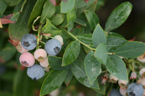 Vaccinium corymbosum 'Sunshine Blue'