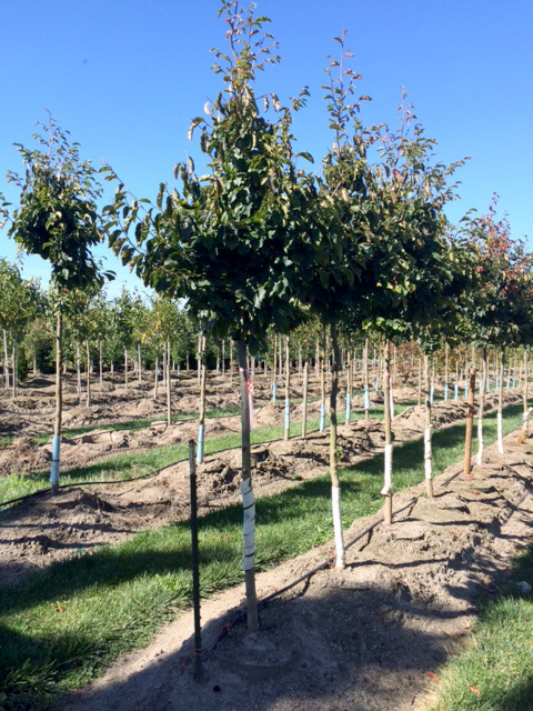 Parrotia persica 'Vanessa'
