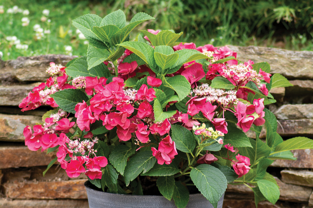 Cherry Explosion Hydrangea