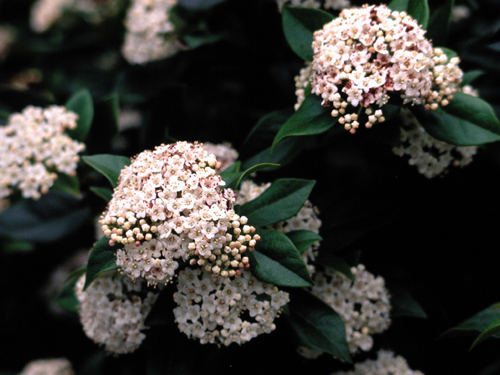 Viburnum tinus 'Spring Bouquet'