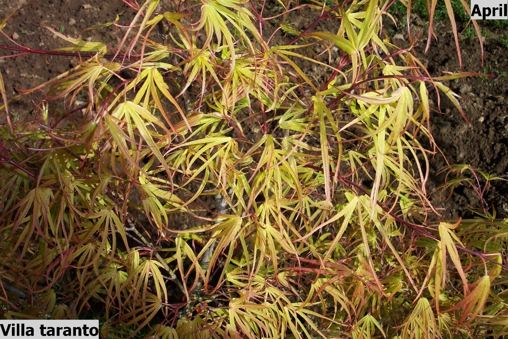 Acer palmatum 'Villa Taranto'
