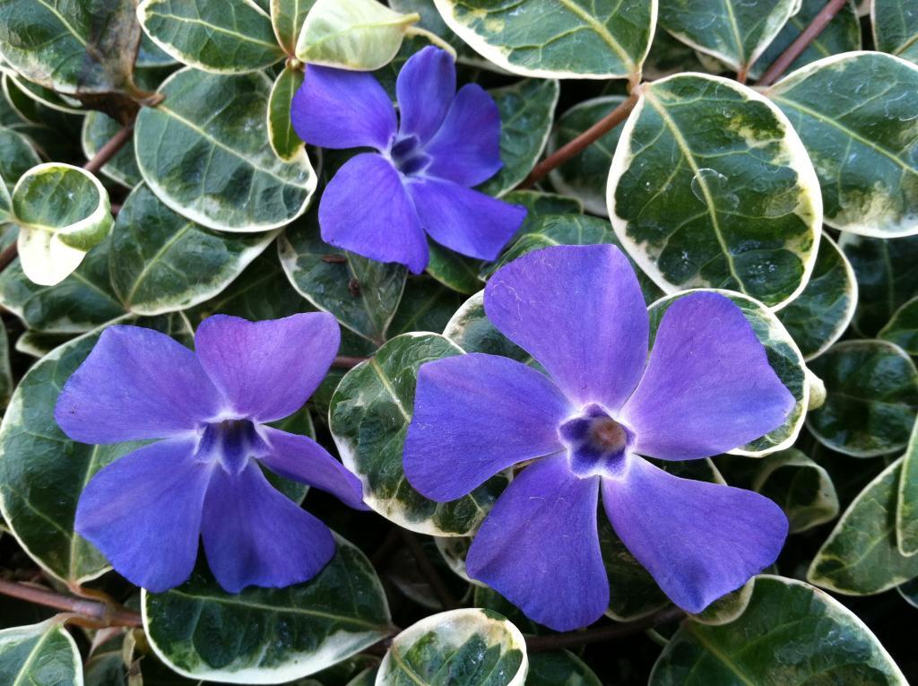 Vinca minor 'Ralph Shugert'