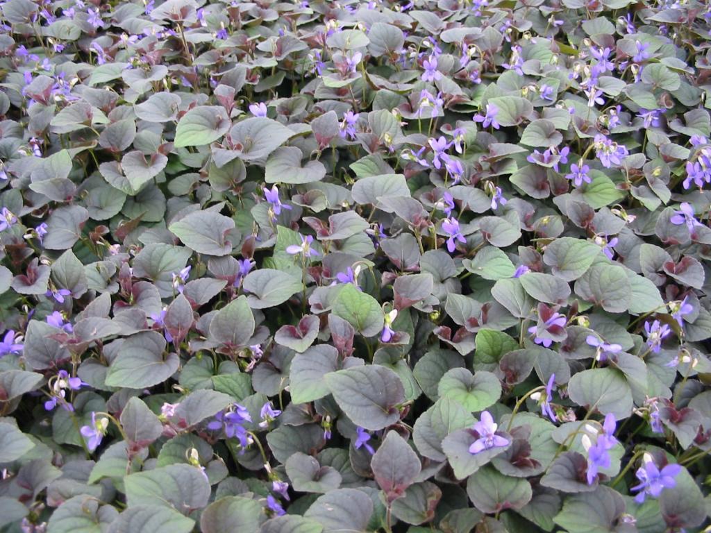 Viola Labradorica