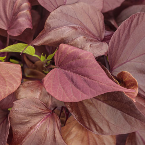 Ipomoea hybrid (Proven Accents® Sweet Caroline Sweetheart Mahogany™)