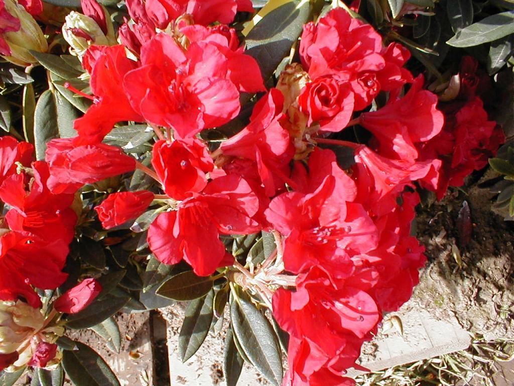Rhododendron 'Vulcan'