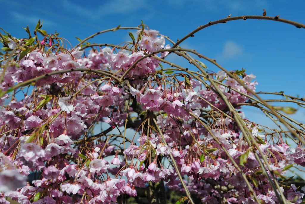 Prunus subhirtella 'Pendula'