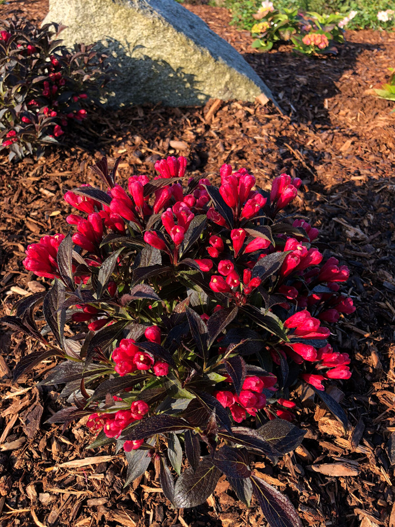 Electric Love® Weigela