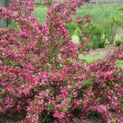 Weigela Sonic Bloom Pink