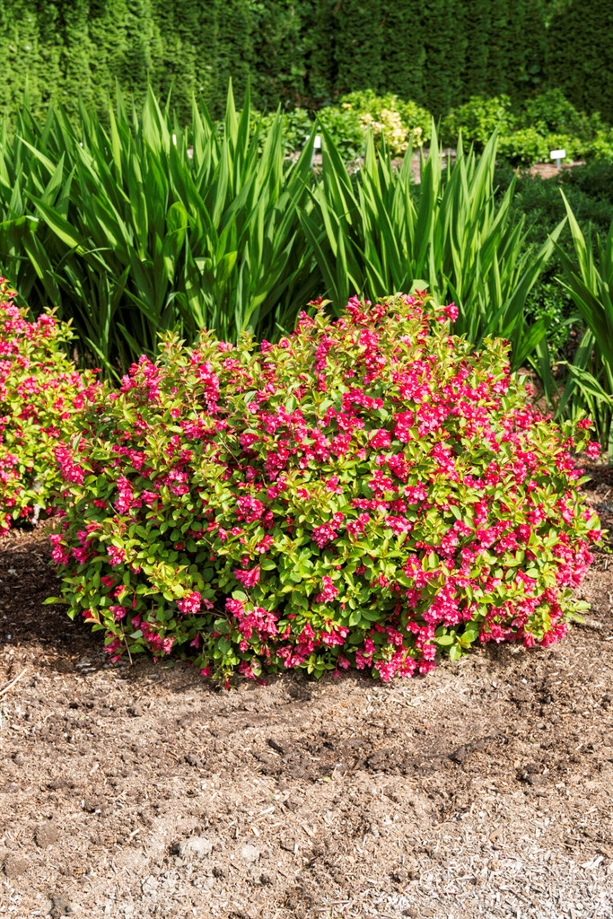 Strobe® Weigela