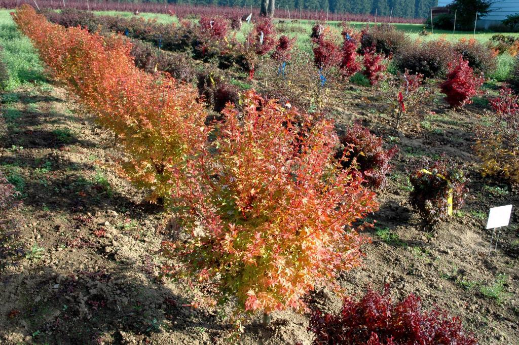 Acer palmatum 'Winter Flame'