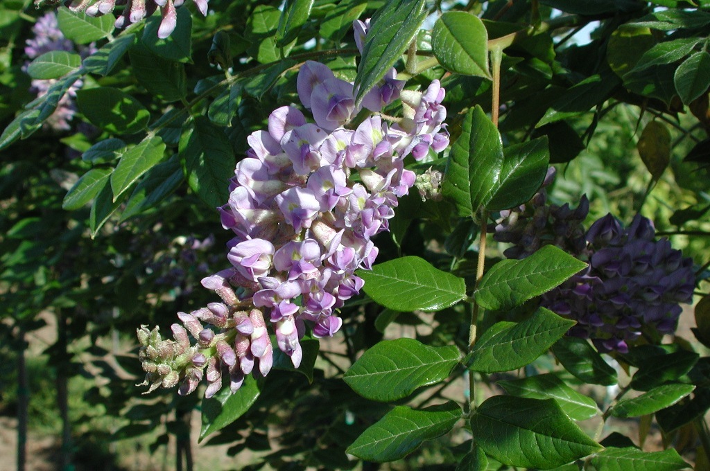 Wisteria macrostachys 'Aunt Dee'