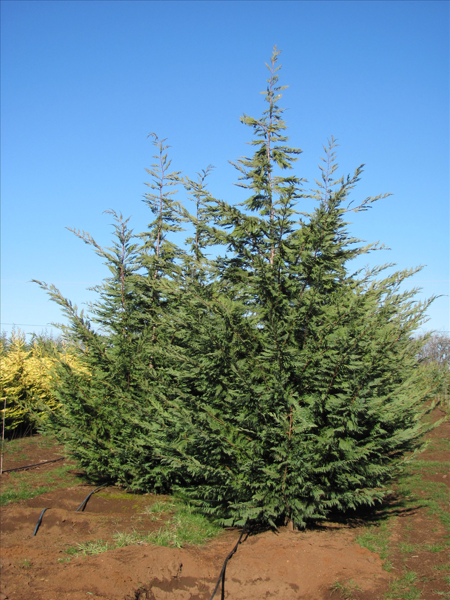 X Cuprocyparis leylandii