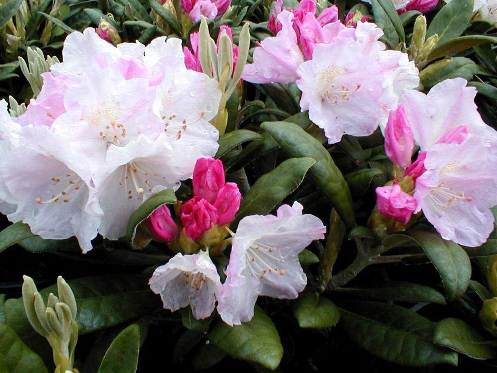 Rhododendron yakushimanum 'Yaku Princess'
