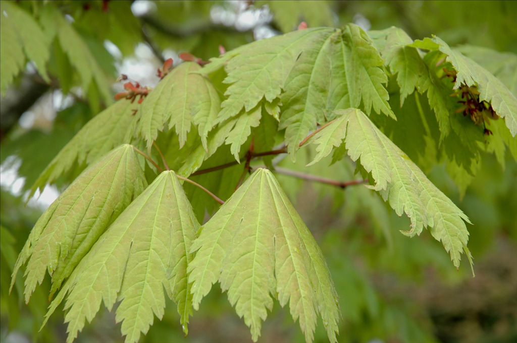 Acer japonicum 'Yama kagi
