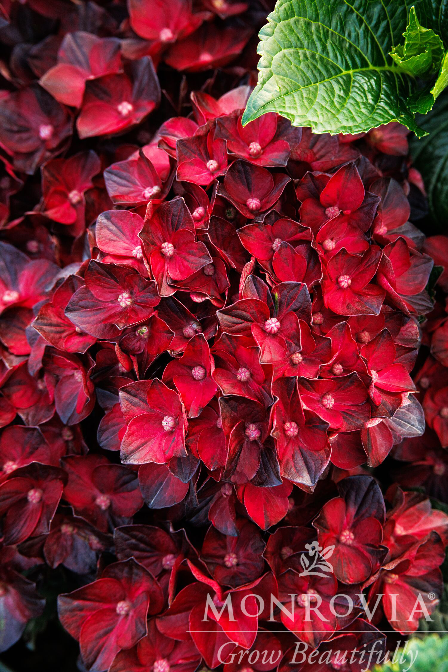 Centennial Ruby™ Hydrangea