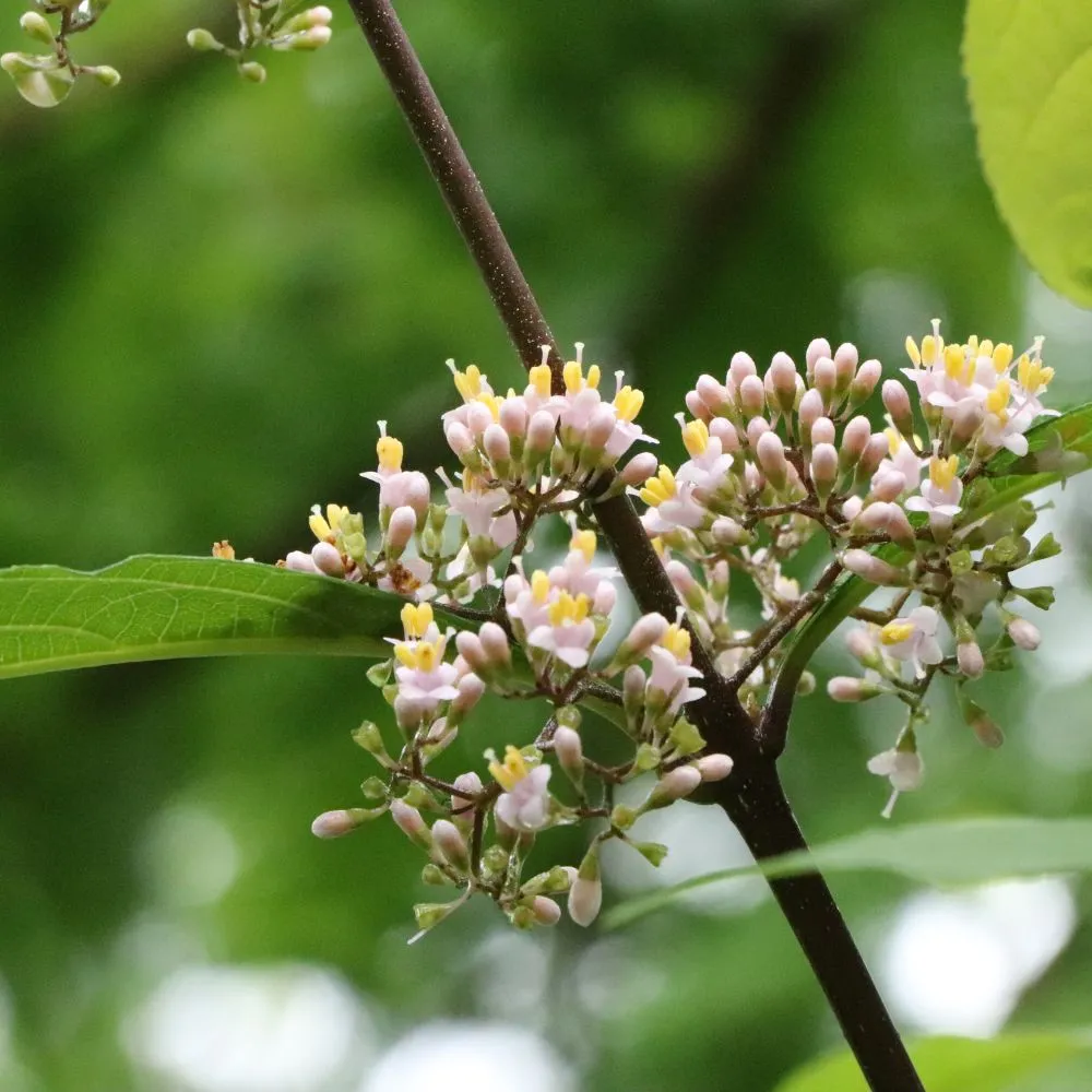 Bubble Up® Beautyberry