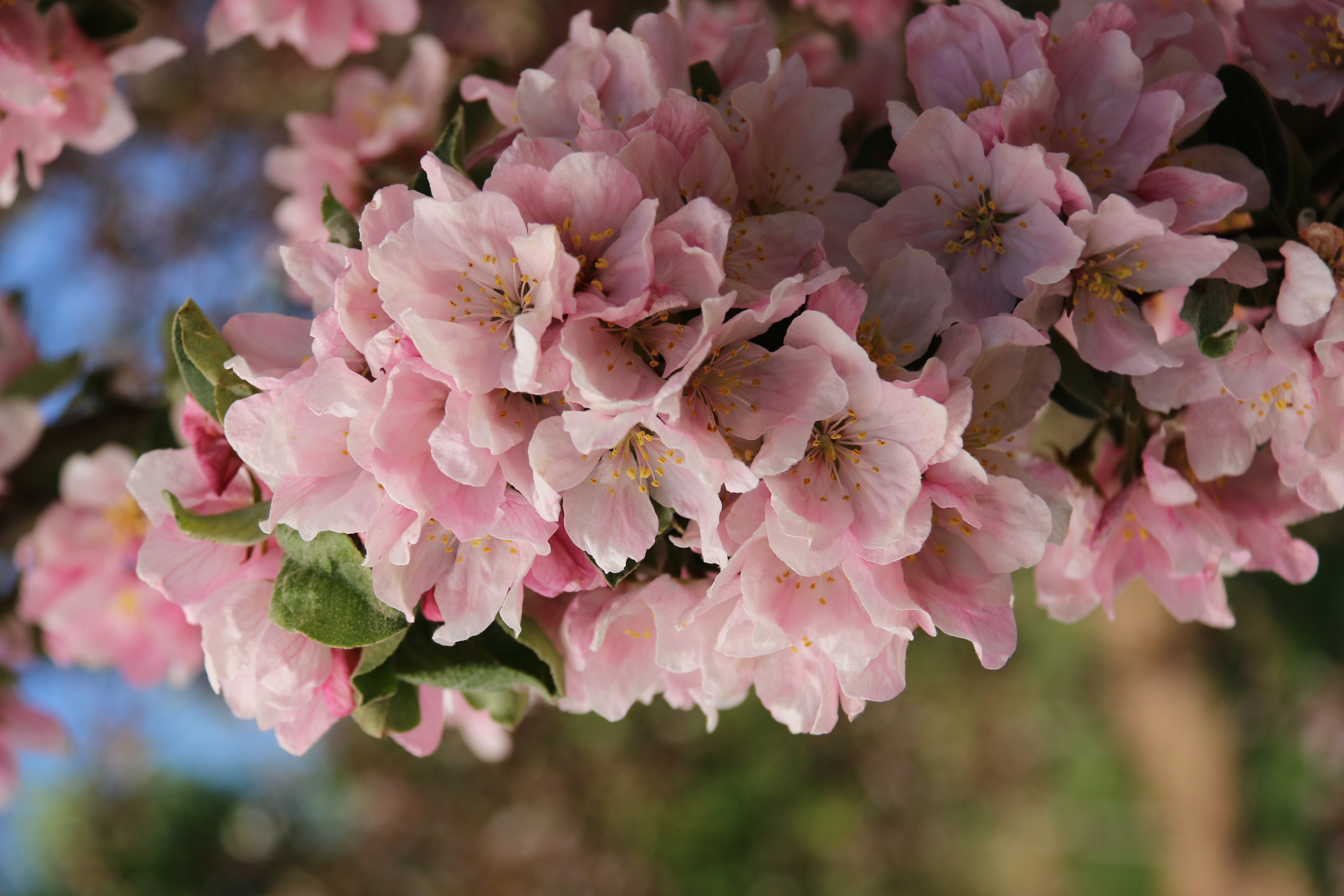 Coral Spear™ Crabapple