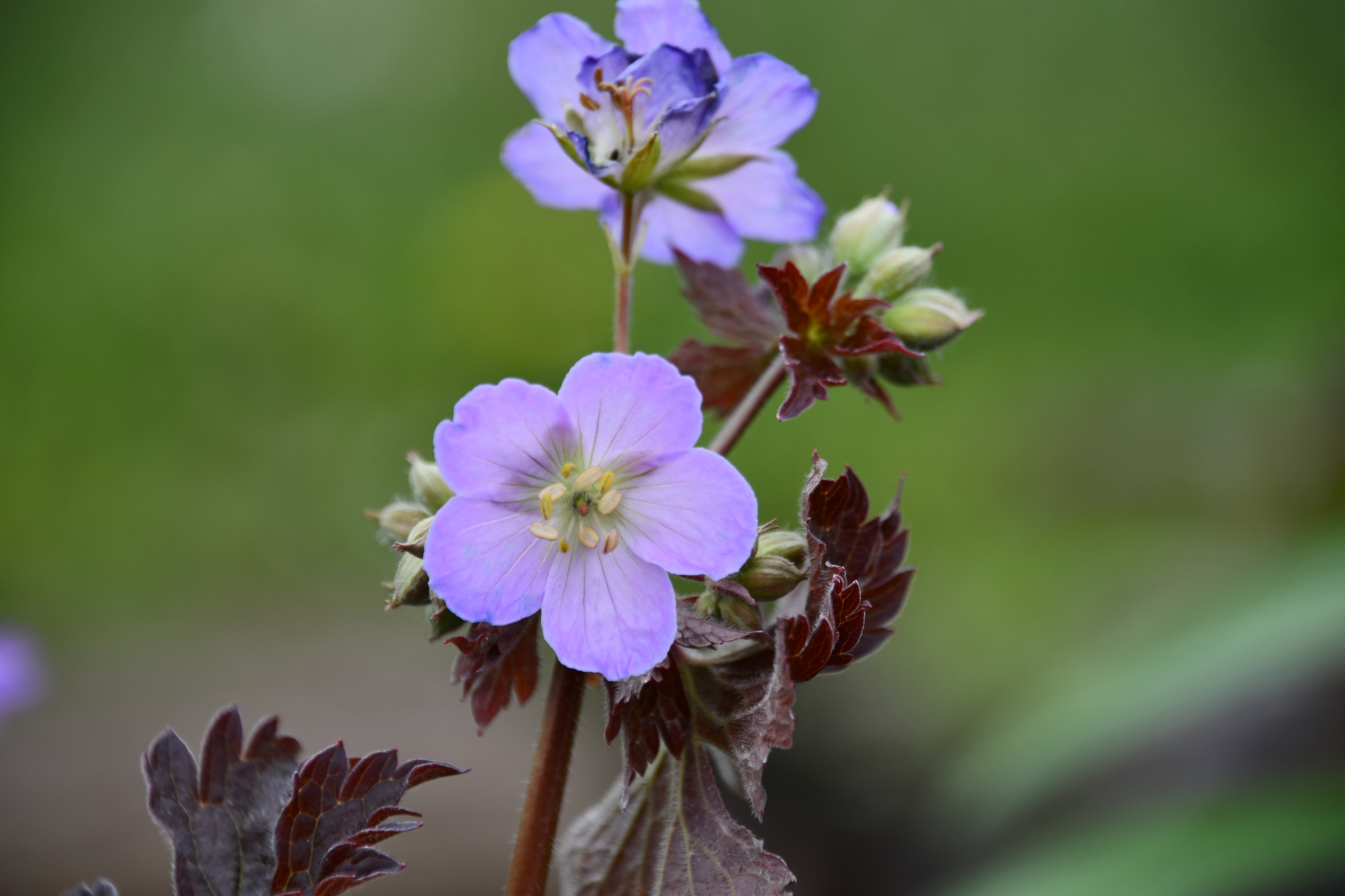 Huggy Bear Geranium