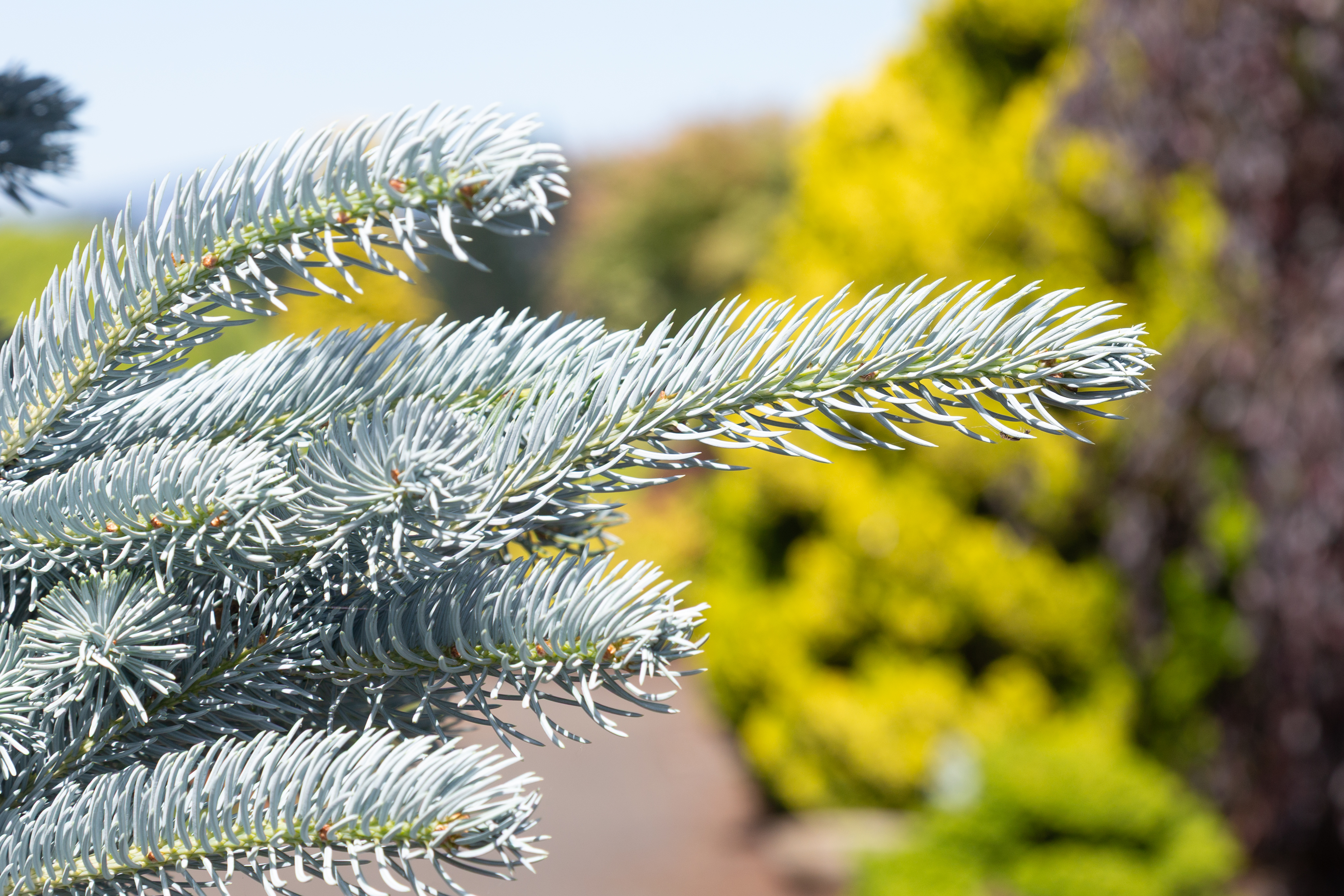 Déjà Blue® Blue Spruce
