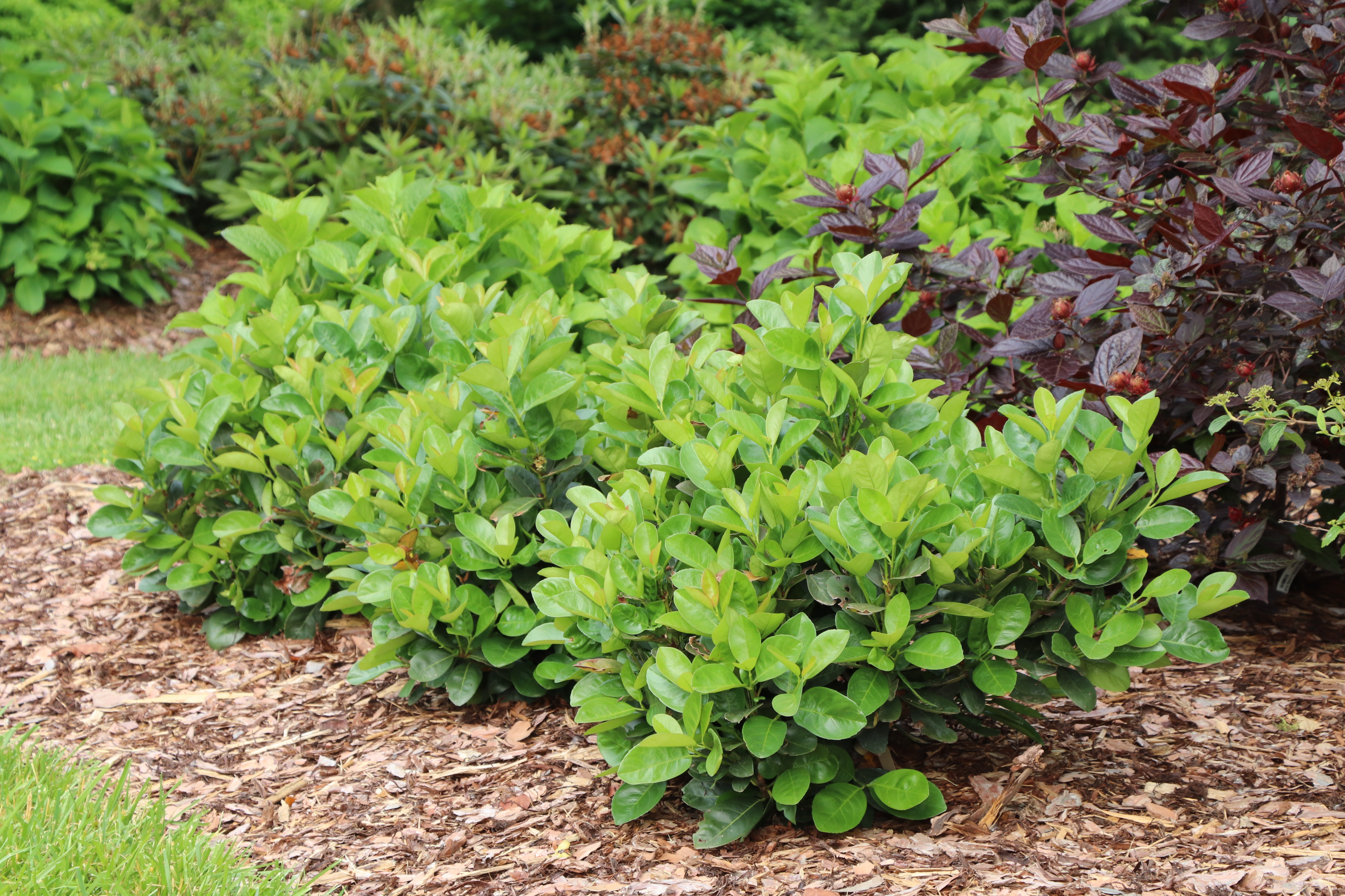 Jade Turtle® Cherry Laurel