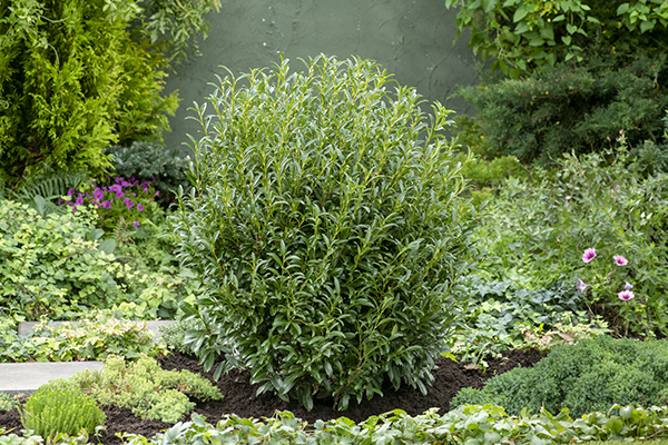 Sofia® Cherry Laurel