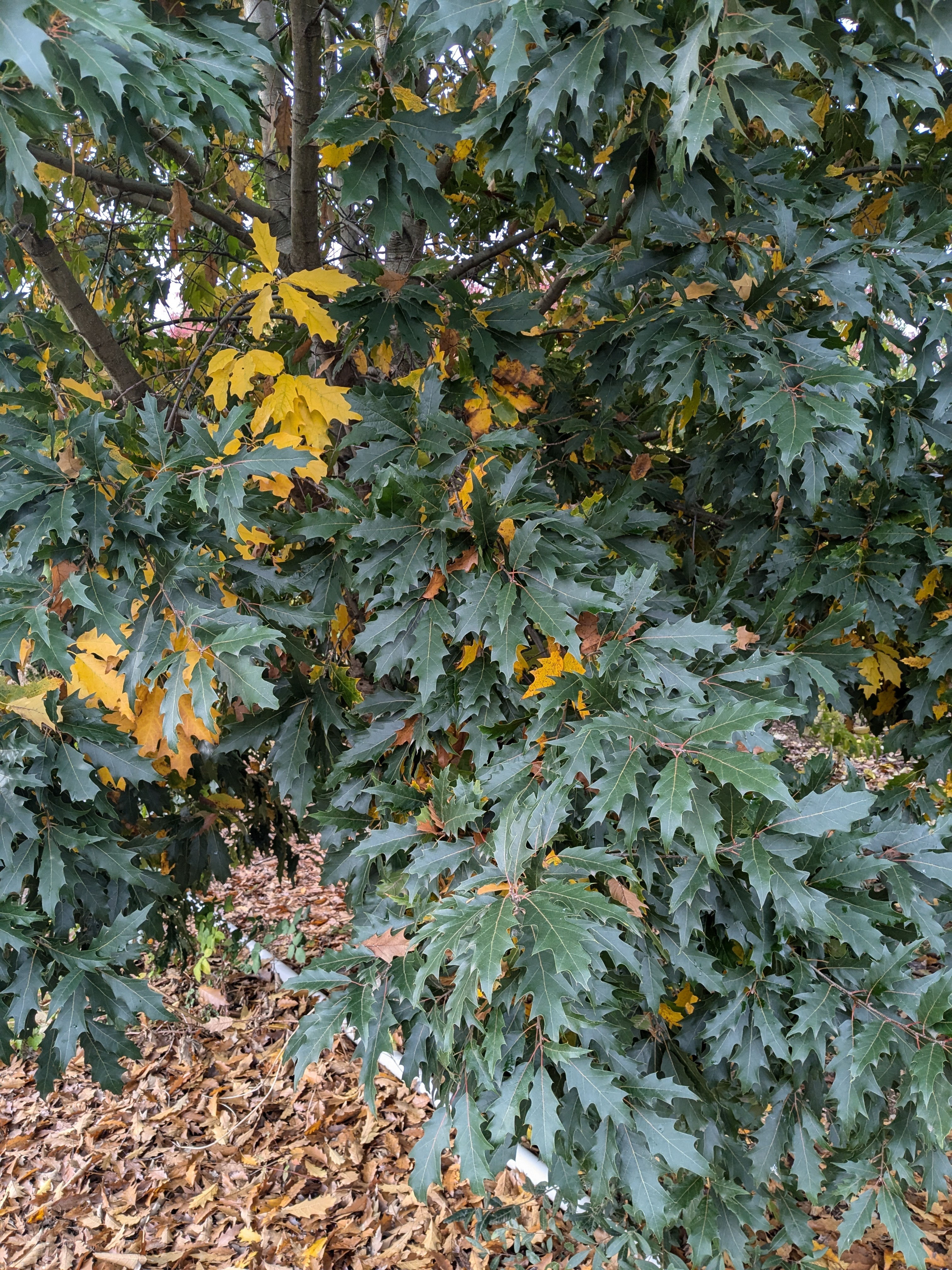 Red Ribbon Revel American Hybrid Oak