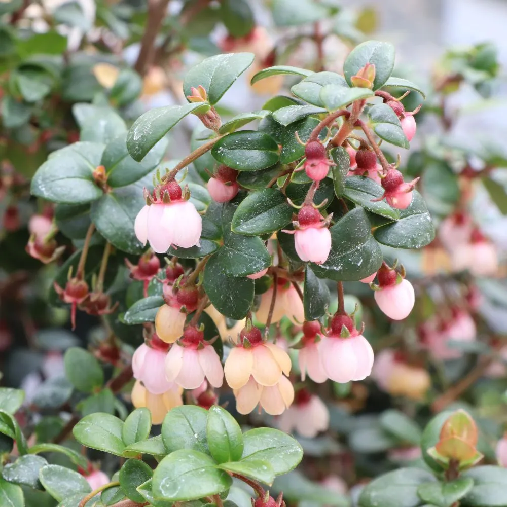 Candybox™ Chilean Guava
