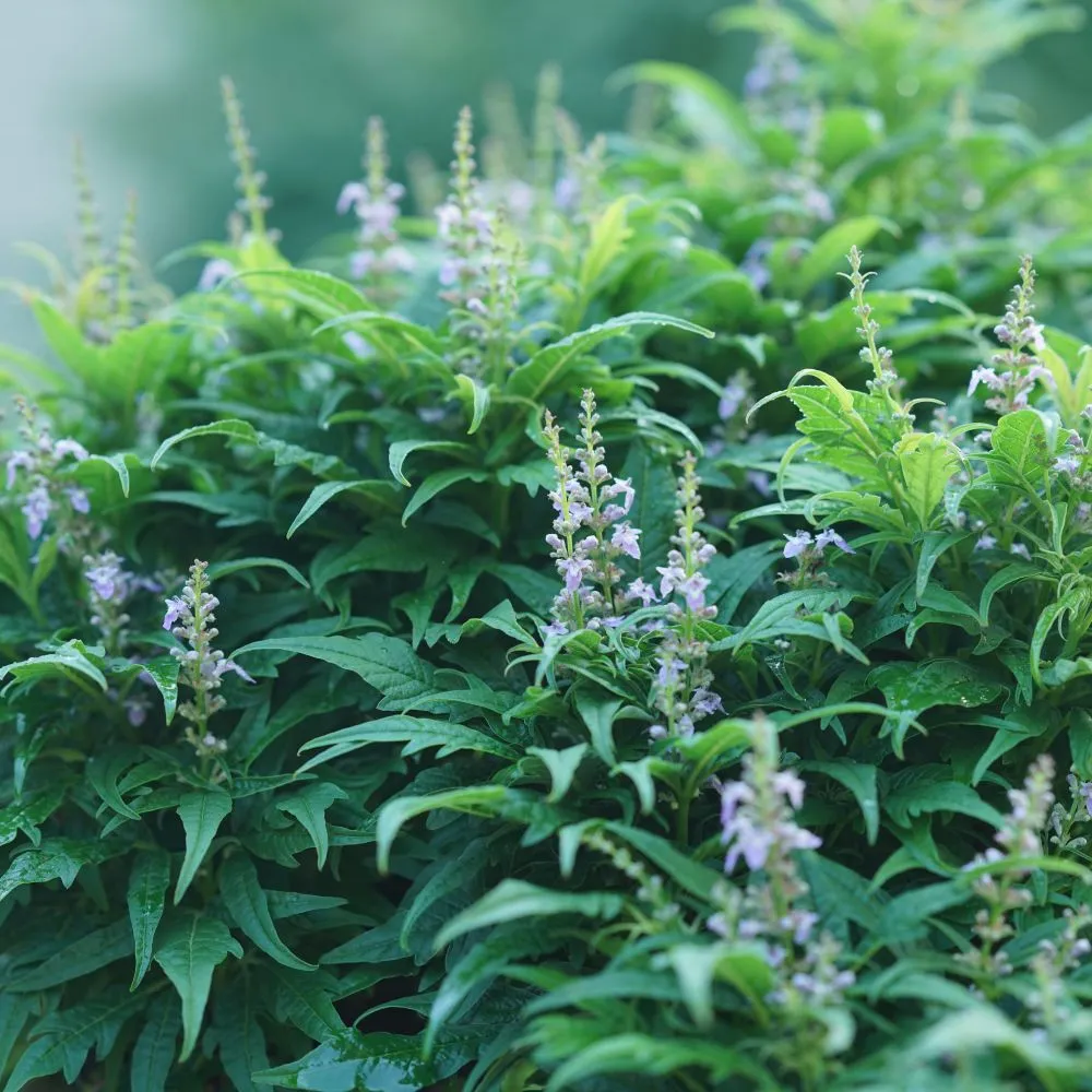 Featherman® Chastetree