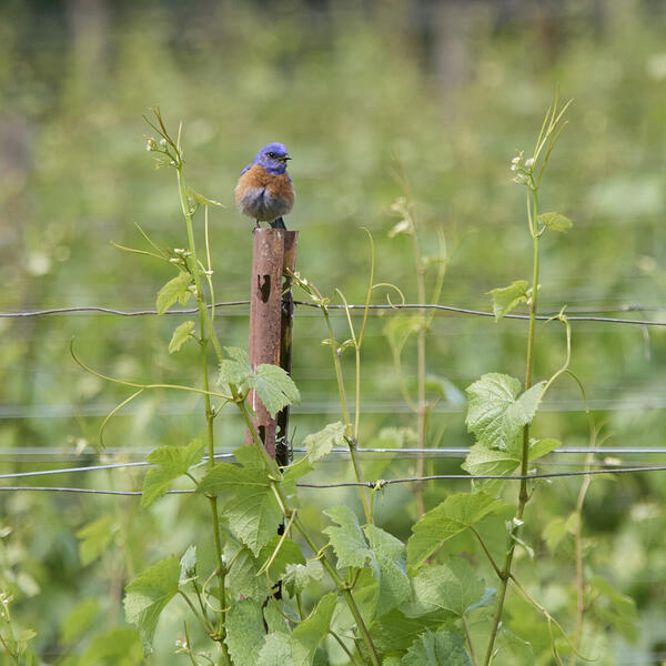 Happy Hour: Bird Bingo at the Winery