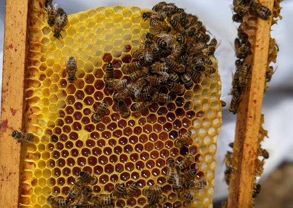 Bee Friendly Wine Tour