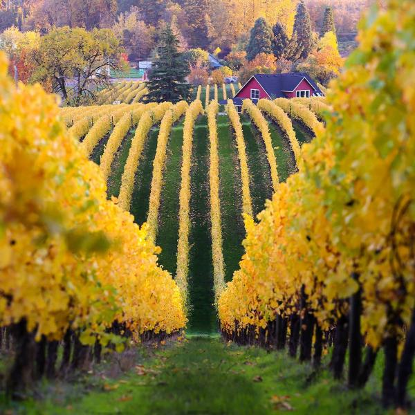 Four Terroirs: A Comparative Tasting