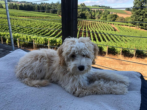 Happy Hour: Take your Dog to Work Day!