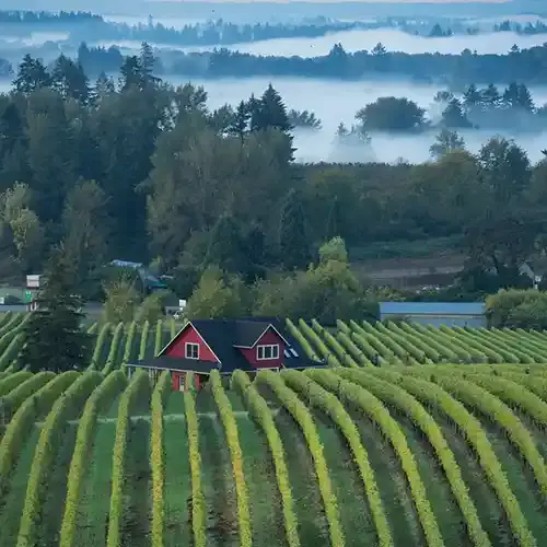 A Cool-Climate Wine Region