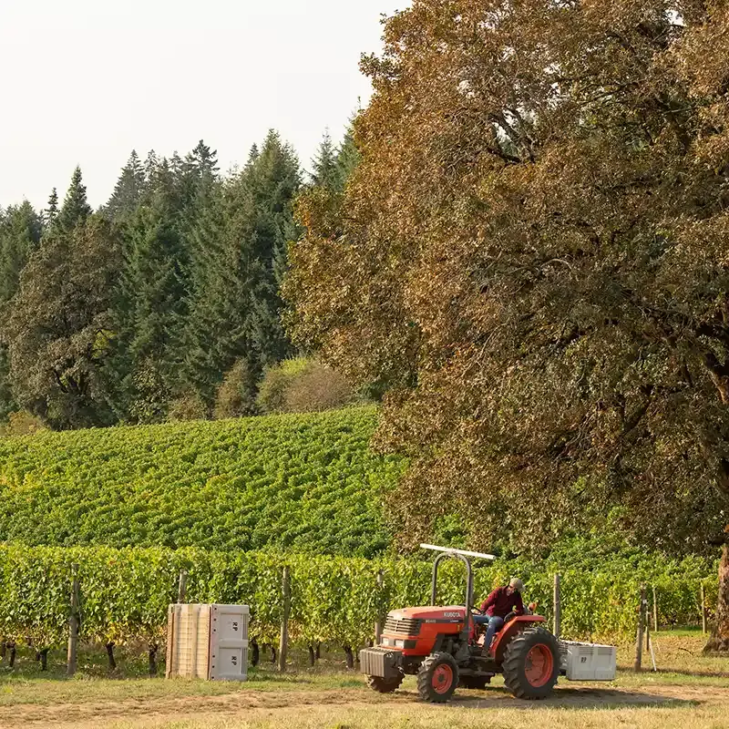 Wine Tasting in Dayton – The Oregon Wine Pioneer